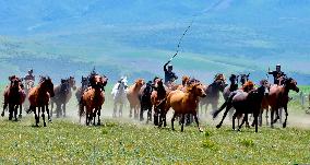 Horses Run at Shandan Horse Farm in Zhangye, China