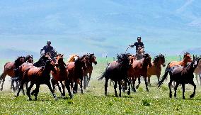 Horses Run at Shandan Horse Farm in Zhangye, China