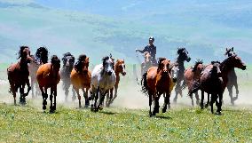 Horses Run at Shandan Horse Farm in Zhangye, China