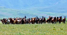 Horses Run at Shandan Horse Farm in Zhangye, China