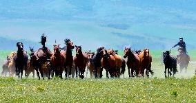 Horses Run at Shandan Horse Farm in Zhangye, China