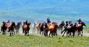 Horses Run at Shandan Horse Farm in Zhangye, China