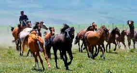 Horses Run at Shandan Horse Farm in Zhangye, China