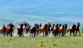 Horses Run at Shandan Horse Farm in Zhangye, China