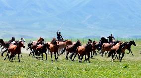 Horses Run at Shandan Horse Farm in Zhangye, China