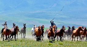 Horses Run at Shandan Horse Farm in Zhangye, China