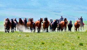 Horses Run at Shandan Horse Farm in Zhangye, China