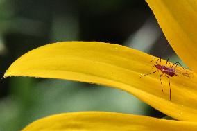 Aphid On A Flower Petal