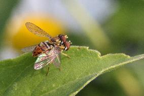 Hoverflies Mating On A Leaf
