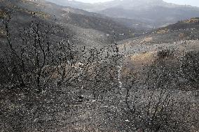 ALGERIA-BEJAIA-WILDFIRES-AFTERMATH