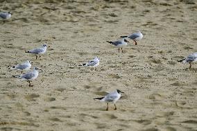 French Tourism On The Atlantic Coast