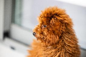 Puppy Of Poodle Toy