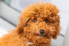 Puppy Of Poodle Toy