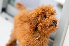 Puppy Of Poodle Toy