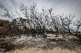 Aftermath Of Wildfire In San Cataldo, Lecce