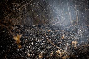 Aftermath Of Wildfire In San Cataldo, Lecce