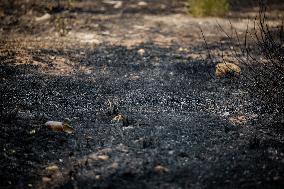 Aftermath Of Wildfire In San Cataldo, Lecce