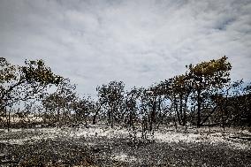 Aftermath Of Wildfire In San Cataldo, Lecce