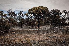 Aftermath Of Wildfire In San Cataldo, Lecce