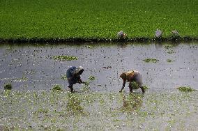 Agricultural Paddy In Bhubaneswar