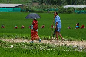 Nepali Farmers Kneels Out Weeds In Paddy Farm