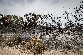 Aftermath Of Wildfire In San Cataldo, Lecce