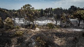 Drone View of Wildfire Aftermath in San Cataldo, Lecce