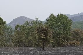 Wildfires Continue On Corfu Island