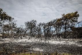 Aftermath Of Wildfire In San Cataldo, Lecce