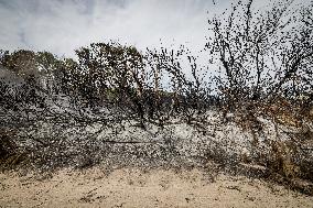 Aftermath Of Wildfire In San Cataldo, Lecce