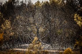 Aftermath Of Wildfire In San Cataldo, Lecce