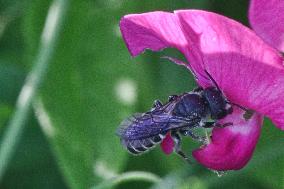 Bellflower Resin Bee