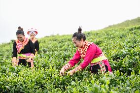 Farmers Pick Summer and Autumn Tea