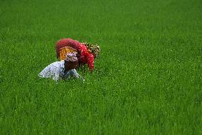 Nepali Farmers Kneels Out Weeds In Paddy Farm