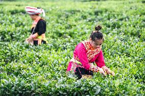 Farmers Pick Summer and Autumn Tea