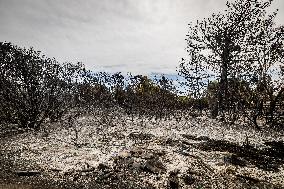 Aftermath Of Wildfire In San Cataldo, Lecce