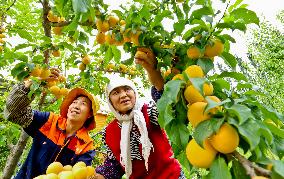 China Agriculture Plantation Harvest