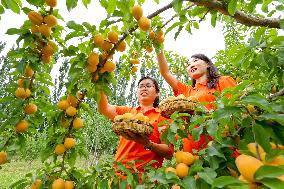 China Agriculture Plantation Harvest