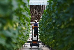 CHINA-SHANDONG-WEIFANG-MODERN AGRICULTURE (CN)