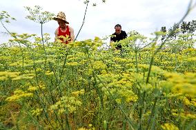 Farmers Work at A Fennel Planting Base in Zhangye, China