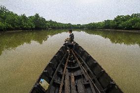 The Mangrove Wood A Natural Warmer - Indonesia