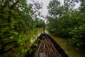 The Mangrove Wood A Natural Warmer - Indonesia