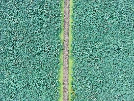 Agriculture Planting Base in Haian, China