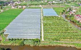 Agriculture Planting Base in Haian, China