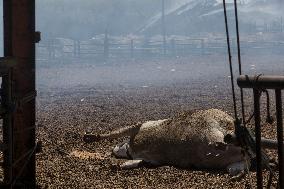 GREECE-VOLOS-WILDFIRES