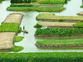 Globally Important Agricultural Heritage Site Xinghua Stack Field