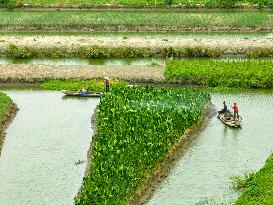 Globally Important Agricultural Heritage Site Xinghua Stack Field