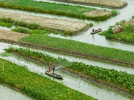 Globally Important Agricultural Heritage Site Xinghua Stack Field