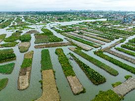 Globally Important Agricultural Heritage Site Xinghua Stack Field