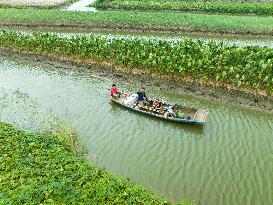Globally Important Agricultural Heritage Site Xinghua Stack Field